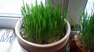 КОШАЧЬЯ ТРАВКА.  БЫСТРО И СОВСЕМ ДЕШЕВО