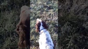 Работа Английского сеттера