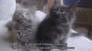 Шантильи тиффани (порода кошек): описание