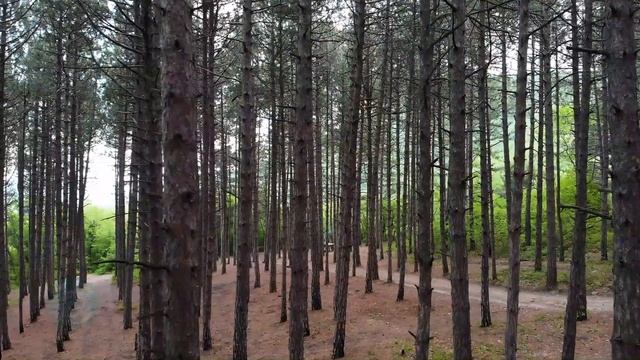 Релакс в лесу (высокие сосны) смотреть онлайн