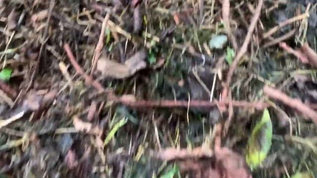 ЖИЗНЬ в ГЛУХОЙ ДЕРЕВНЕ. БЕЛАРУСЬ. ГОЛУБИКА и ГРИБЫ #голубика #дача #сад смотреть онлайн