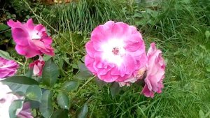 Роза Бриллиант Пинк Айсберг