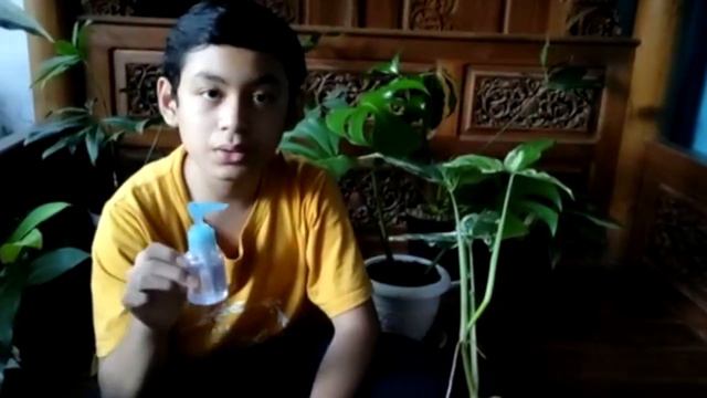 Cara Memperbanyak Syngonium Variegata (How to Propagate Syngonium Albovariegata)