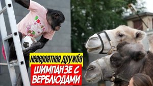 Уникальное общение ШИМПАНЗЕ с ВЕРБЛЮДАМИ | Дан Запашный и новости сегодня 07.08.2021.