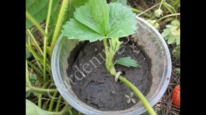 ?Выращивание клубники для начинающих Уход за земляникой, клубникой весной