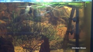 Как белый амур ест траву в аквариуме