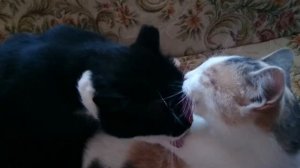 кот и кошка умываются