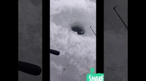 Как поймать карпа зимой!Мормышка собственными руками на карпа.Как зайти на лёд самым первым!