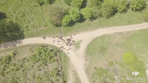 Новосадовый. 1 мая у Данилевича