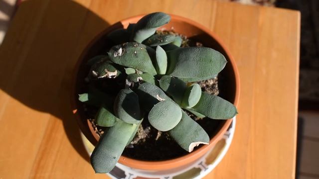 How I take care of succulent Gasteria glomerata смотреть онлайн