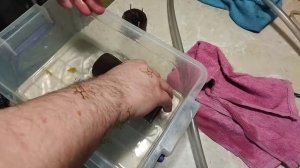 забираем икру у анцитруса