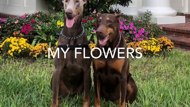 My Dobermans! Beautiful garden! Morning walk with two Dobermans! Я гуляю с Доберманами! смотреть онлайн