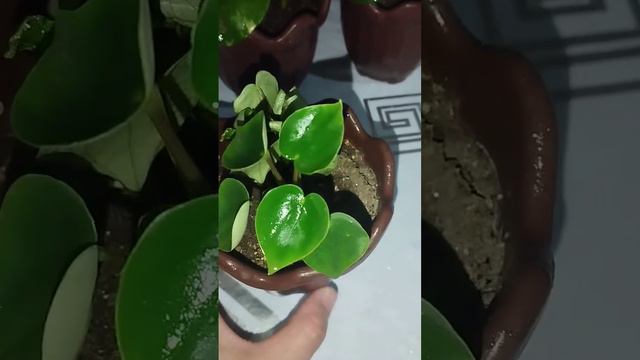 Пиперомия peperomia