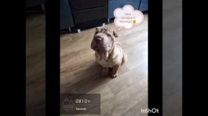 Tor шарпей. Моё появление в жизни мамы. #sharpie #dog