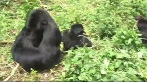 My close encounter with Mountain Gorillas in Rwanda
