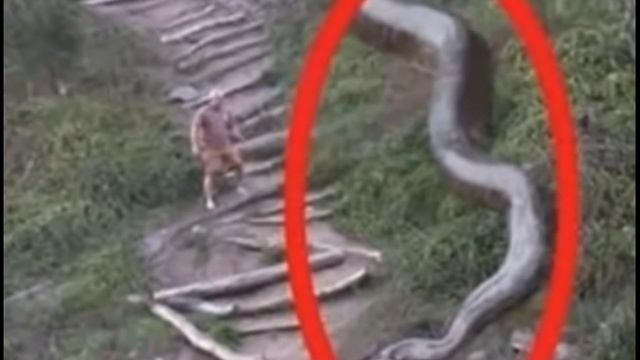 Самые большие змеи в мире . смотреть онлайн