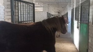 распорядок дня у лошадей