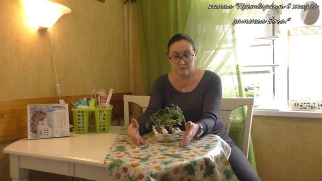 НЕ пикируйте томаты,сохраните центральный корень,он поможет летом. смотреть онлайн