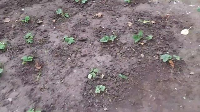 Пересадка клубники. смотреть онлайн