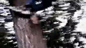 Мальчик не может слезть с дерева