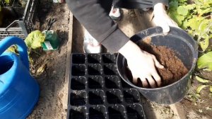 Как я черенкую туи в теплице. Размножение туй. Бизнес в деревне