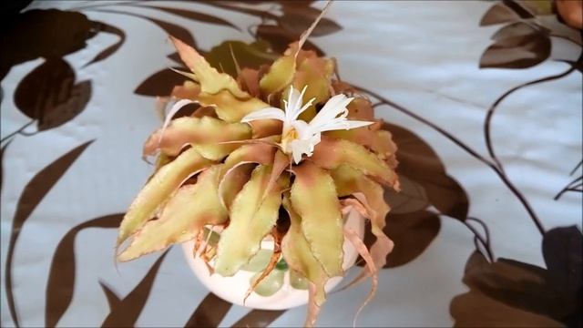 FLORAÇÃO DO CRYPTANTHUS ACAULIS смотреть онлайн