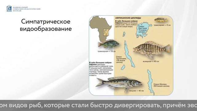 Видообразование смотреть онлайн
