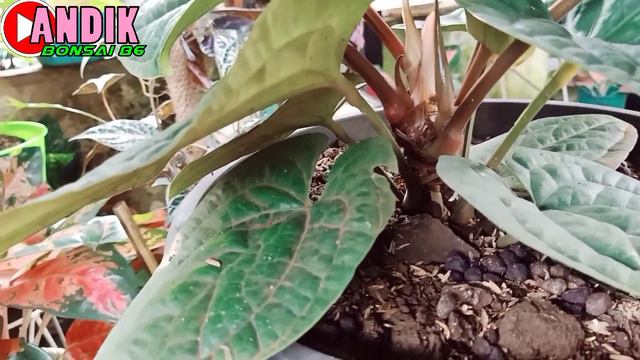 anthutium sirih смотреть онлайн