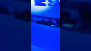 фонарик для поиска грибов ультрафиолетовый (отзыв)