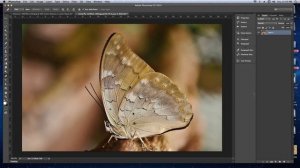 How to Create a Fantasy Fairy Photo Manipulation With Adobe Photoshop