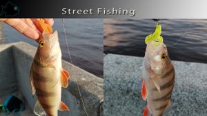 Весенний окунь в центре города. Отводной поводок против джига