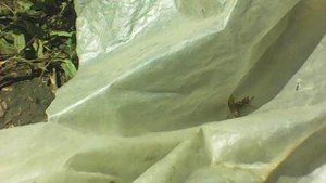 Загадочное носекомое похожее на осу длинное и с большим жалом - летающий скорпион