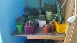 Зимовка кактусов. Бокс-зимовник для кактусов. Уход за кактусами зимой. Начало.