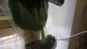 Укоренение листовых черенков фиалок в зип-пакетах.