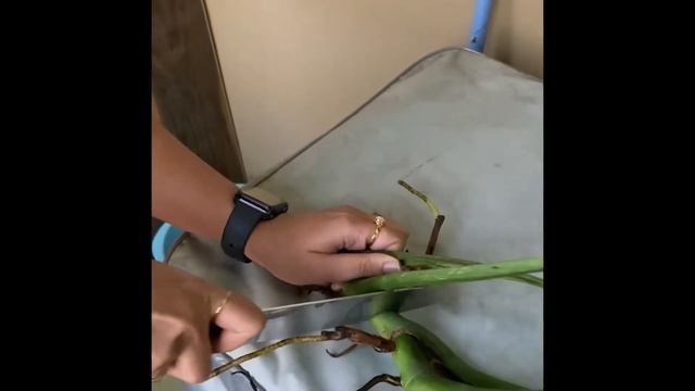 Houseplant Propagation | Monstera Deliciosa