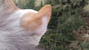 Чихуа хуа, как мы носим обувь на улице.