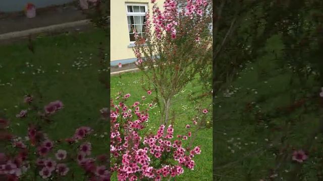 Mallu Garden/our small garden , Ireland смотреть онлайн