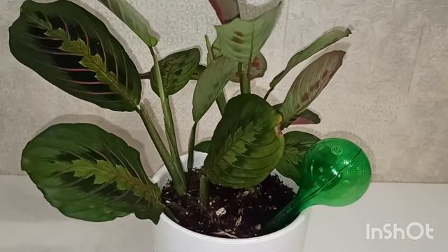 Полив растений в отпуске. Эксперимент с автополивом.