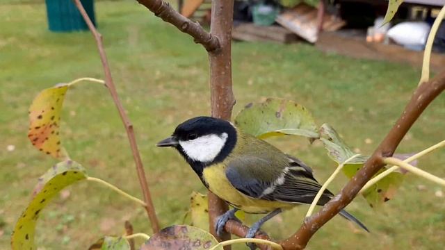 Синичка сестричка смотреть онлайн