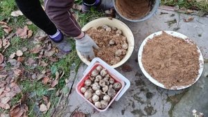 Как хранить ТОПИНАМБУР!.mp4