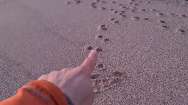 Следы собаки на песке. Что знают собаки в Турции смотреть онлайн