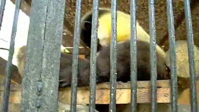 не дал поспать (харза уссурийская) смотреть онлайн