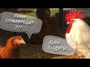 Как петух вьёт гнездо. Петух учит курицу.