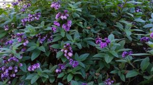 Heliotropium arborescens - Lord Roberts - cherry pie - Garden Heliotrope HD 01