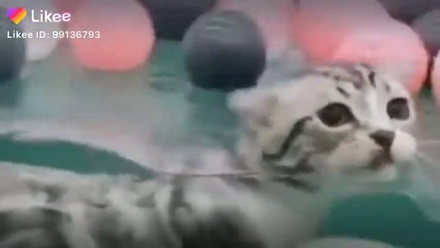Кот плавает в басейне и пиликает смотреть онлайн