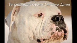 10 самых запрещенных бойцовских пород собак на земле