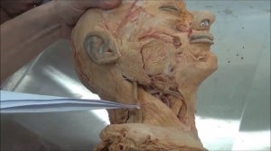 Мышцы головы и шеи I