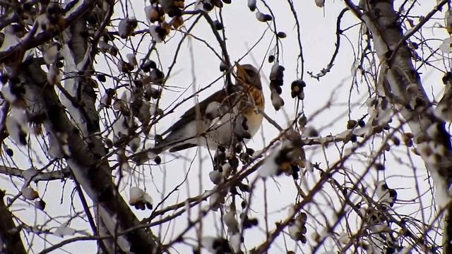 Дрозд рябинник. / Ouzel Fieldfare. смотреть онлайн