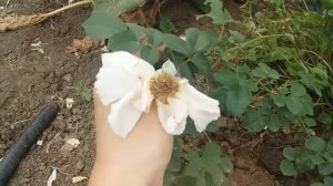 В этом видео расскажу Вам до скольки дней плетистая роза Мишка держит свой цветок сентябрь 2020 год