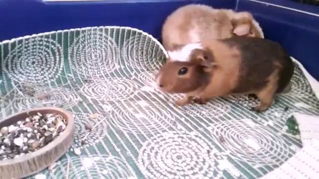 Svinki Family Blog:Морские свинки дерутся ?Почему? ЧТО ДЕЛАТЬ ? смотреть онлайн